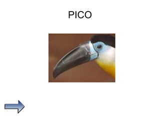 PICO 