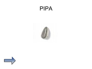 PIPA 