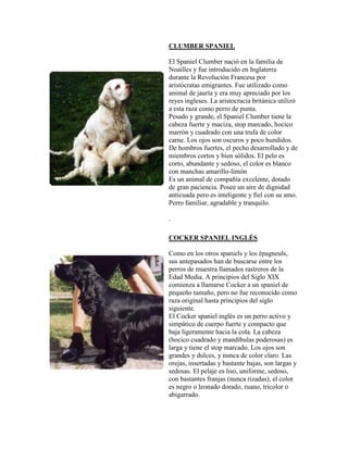 CLUMBER SPANIEL

El Spaniel Clumber nació en la familia de
Noailles y fue introducido en Inglaterra
durante la Revolución Francesa por
aristócratas emigrantes. Fue utilizado como
animal de jauría y era muy apreciado por los
reyes ingleses. La aristocracia británica utilizó
a esta raza como perro de punta.
Pesado y grande, el Spaniel Clumber tiene la
cabeza fuerte y maciza, stop marcado, hocico
marrón y cuadrado con una trufa de color
carne. Los ojos son oscuros y poco hundidos.
De hombros fuertes, el pecho desarrollado y de
miembros cortos y bien sólidos. El pelo es
corto, abundante y sedoso, el color es blanco
con manchas amarillo-limón
Es un animal de compañía excelente, dotado
de gran paciencia. Posee un aire de dignidad
anticuada pero es inteligente y fiel con su amo.
Perro familiar, agradable y tranquilo.

.

COCKER SPANIEL INGLÉS

Como en los otros spaniels y los épagneuls,
sus antepasados han de buscarse entre los
perros de muestra llamados rastreros de la
Edad Media. A principios del Siglo XIX
comienza a llamarse Cocker a un spaniel de
pequeño tamaño, pero no fue reconocido como
raza original hasta principios del siglo
siguiente.
El Cocker spaniel inglés es un perro activo y
simpático de cuerpo fuerte y compacto que
baja ligeramente hacia la cola. La cabeza
(hocico cuadrado y mandíbulas poderosas) es
larga y tiene el stop marcado. Los ojos son
grandes y dulces, y nunca de color claro. Las
orejas, insertadas y bastante bajas, son largas y
sedosas. El pelaje es liso, uniforme, sedoso,
con bastantes franjas (nunca rizadas), el color
es negro o leonado dorado, ruano, tricolor o
abigarrado.
 