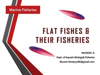 FLAT FISHES &
THEIR FISHERIES
MUNEER .A
Dept. of Aquatic Biology& Fisheries
Muneer.fantasy786@gmail.com
Marine Fisheries
 