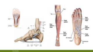 clinical examination of flat foot | PDF