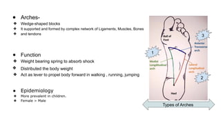 ● Arches-
❖ Wedge-shaped blocks
❖ It supported and formed by complex network of Ligaments, Muscles, Bones
❖ and tendons
● Function
❖ Weight bearing spring to absorb shock
❖ Distributed the body weight
❖ Act as lever to propel body forward in walking , running, jumping
● Epidemiology
❖ More prevalent in children.
❖ Female > Male
3
2
1
Types of Arches
 