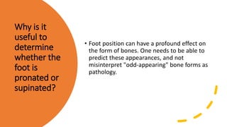 Why is it
useful to
determine
whether the
foot is
pronated or
supinated?
• Foot position can have a profound effect on
the form of bones. One needs to be able to
predict these appearances, and not
misinterpret "odd-appearing" bone forms as
pathology.
 