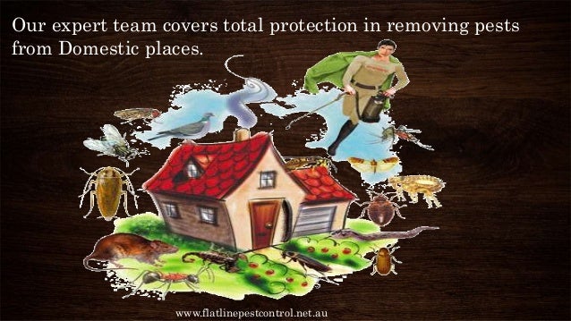 Pest control services company in Central Coast, Australia.