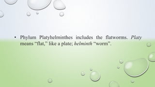 Flatworm.pptx