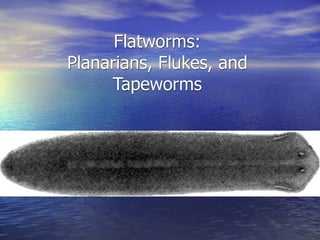 Flatworms:
Planarians, Flukes, and
     Tapeworms
 