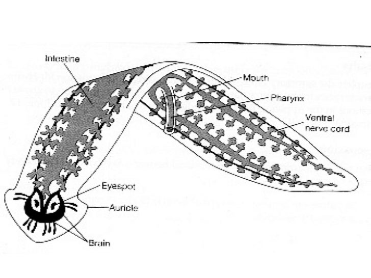 flatworms