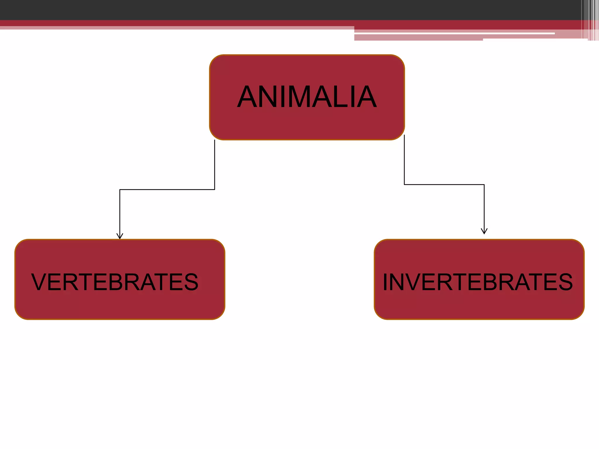 ANIMALIA
VERTEBRATES INVERTEBRATES