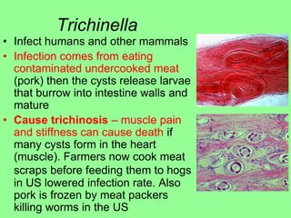 Meat Cyst Flatworms and Roundworms and Rotifers 2018.pdf