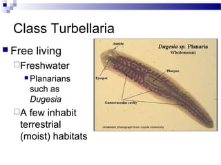 Class Turbellaria
 Free living
Freshwater
 Planarians
such as
Dugesia
A few inhabit
terrestrial
(moist) habitats
 