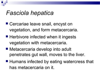 Fasciola hepatica
 Cercariae leave snail, encyst on
vegetation, and form metacercaria.
 Herbivore infected when it ingests
vegetation with metacercaria.
 Metacercaria develop into adult
penetrates gut wall, moves to the liver.
 Humans infected by eating watercress that
has metacercaria on it.
 
