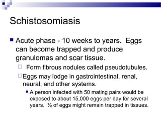 Schistosomiasis
 Acute phase - 10 weeks to years. Eggs
can become trapped and produce
granulomas and scar tissue.
 Form fibrous nodules called pseudotubules.
Eggs may lodge in gastrointestinal, renal,
neural, and other systems.
 A person infected with 50 mating pairs would be
exposed to about 15,000 eggs per day for several
years. ½ of eggs might remain trapped in tissues.
 