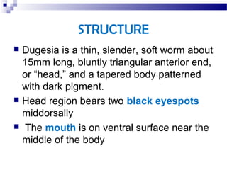 STRUCTURE
 Dugesia is a thin, slender, soft worm about
15mm long, bluntly triangular anterior end,
or “head,” and a tapered body patterned
with dark pigment.
 Head region bears two black eyespots
middorsally
 The mouth is on ventral surface near the
middle of the body
 