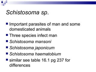 Schistosoma sp.
 Important parasites of man and some
domesticated animals
 Three species infect man
 Schistosoma mansoni
 Schistosoma japonicum
 Schistosoma haematobium
 similar see table 16.1 pg 237 for
differences
 