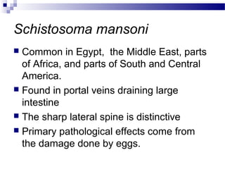 Schistosoma mansoni
 Common in Egypt, the Middle East, parts
of Africa, and parts of South and Central
America.
 Found in portal veins draining large
intestine
 The sharp lateral spine is distinctive
 Primary pathological effects come from
the damage done by eggs.
 