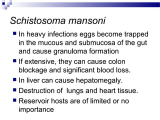 Schistosoma mansoni
 In heavy infections eggs become trapped
in the mucous and submucosa of the gut
and cause granuloma formation
 If extensive, they can cause colon
blockage and significant blood loss.
 In liver can cause hepatomegaly.
 Destruction of lungs and heart tissue.
 Reservoir hosts are of limited or no
importance
 