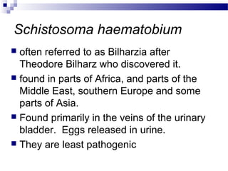 Schistosoma haematobium
 often referred to as Bilharzia after
Theodore Bilharz who discovered it.
 found in parts of Africa, and parts of the
Middle East, southern Europe and some
parts of Asia.
 Found primarily in the veins of the urinary
bladder. Eggs released in urine.
 They are least pathogenic
 