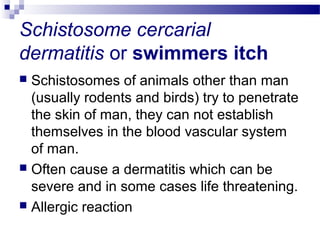 Schistosome cercarial
dermatitis or swimmers itch
 Schistosomes of animals other than man
(usually rodents and birds) try to penetrate
the skin of man, they can not establish
themselves in the blood vascular system
of man.
 Often cause a dermatitis which can be
severe and in some cases life threatening.
 Allergic reaction
 