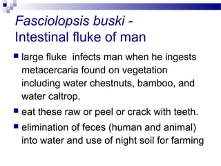 Fasciolopsis buski -
Intestinal fluke of man
 large fluke infects man when he ingests
metacercaria found on vegetation
including water chestnuts, bamboo, and
water caltrop.
 eat these raw or peel or crack with teeth.
 elimination of feces (human and animal)
into water and use of night soil for farming
 