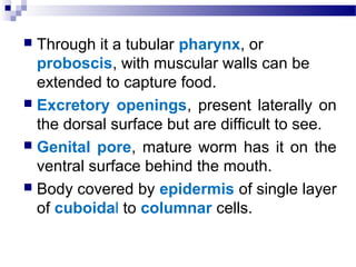  Through it a tubular pharynx, or
proboscis, with muscular walls can be
extended to capture food.
 Excretory openings, present laterally on
the dorsal surface but are difficult to see.
 Genital pore, mature worm has it on the
ventral surface behind the mouth.
 Body covered by epidermis of single layer
of cuboidal to columnar cells.
 