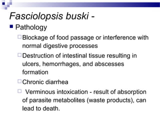 Fasciolopsis buski -
 Pathology
Blockage of food passage or interference with
normal digestive processes
Destruction of intestinal tissue resulting in
ulcers, hemorrhages, and abscesses
formation
Chronic diarrhea
 Verminous intoxication - result of absorption
of parasite metabolites (waste products), can
lead to death.
 