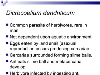 Dicrocoelium dendriticum
 Common parasite of herbivores, rare in
man
 Not dependent upon aquatic environment
 Eggs eaten by land snail (asexual
reproduction occurs producing cercariae.
 Cercariae surrounded forming slime balls.
 Ant eats slime ball and metacercaria
develop.
 Herbivore infected by ingesting ant.
 