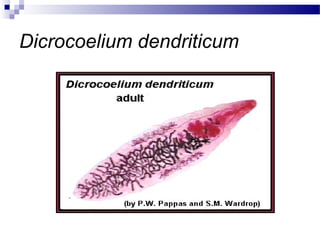 Dicrocoelium dendriticum
 