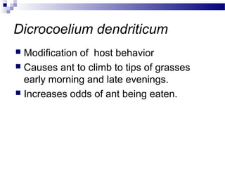 Dicrocoelium dendriticum
 Modification of host behavior
 Causes ant to climb to tips of grasses
early morning and late evenings.
 Increases odds of ant being eaten.
 
