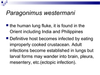 Paragonimus westermani
 the human lung fluke, it is found in the
Orient including India and Philippines
 Definitive host becomes infected by eating
improperly cooked crustacean. Adult
infections become established in lungs but
larval forms may wander into brain, pleura,
mesentery, etc.(ectopic infection).
 