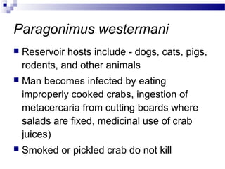 Paragonimus westermani
 Reservoir hosts include - dogs, cats, pigs,
rodents, and other animals
 Man becomes infected by eating
improperly cooked crabs, ingestion of
metacercaria from cutting boards where
salads are fixed, medicinal use of crab
juices)
 Smoked or pickled crab do not kill
 