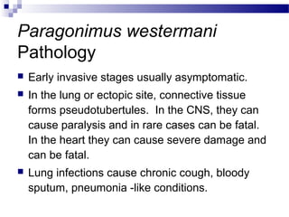 Paragonimus westermani
Pathology
 Early invasive stages usually asymptomatic.
 In the lung or ectopic site, connective tissue
forms pseudotubertules. In the CNS, they can
cause paralysis and in rare cases can be fatal.
In the heart they can cause severe damage and
can be fatal.
 Lung infections cause chronic cough, bloody
sputum, pneumonia -like conditions.
 