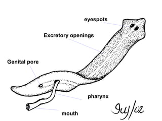 pharynx
Genital pore
eyespots
mouth
Excretory openings
 