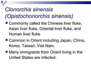 Clonorchis sinensis
(Opistochonorchis sinensis)
 Commonly called the Chinese liver fluke,
Asian liver fluke, Oriental liver fluke, and
Human liver fluke
 Common in Orient including Japan, China,
Korea, Taiwan, Viet Nam.
 Many immigrants from Orient living in the
United States are infected.
 