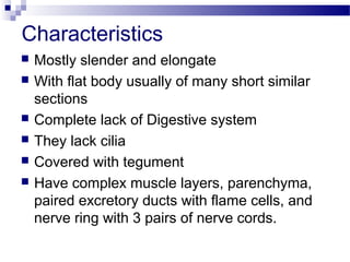 Characteristics
 Mostly slender and elongate
 With flat body usually of many short similar
sections
 Complete lack of Digestive system
 They lack cilia
 Covered with tegument
 Have complex muscle layers, parenchyma,
paired excretory ducts with flame cells, and
nerve ring with 3 pairs of nerve cords.
 