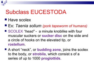 Subclass EUCESTODA
 Have scolex
 Ex: Taenia solium (pork tapeworm of humans)
 SCOLEX “head” - a minute knoblike with four
muscular suckers or sucker disc on the side and
a circle of hooks on the elevated tip, or
rostellum.
 A short “neck”, or budding zone, joins the scolex
to the body, or strobila, which consist s of a
series of up to 1000 proglottids.
 