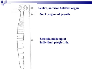 Scolex, anterior holdfast organ
Neck, region of growth
Strobila made up of
individual proglottids.
 