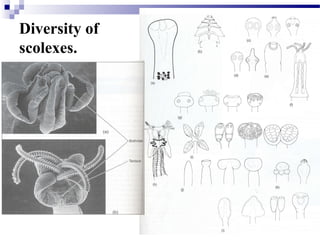 Diversity of
scolexes.
 