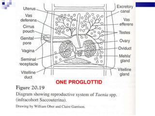 ONE PROGLOTTID
 