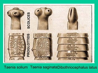 Taenia saginata
Taenia solium Dibothriocephalus latus
SCOLICES
PROGLOTTIDS
 