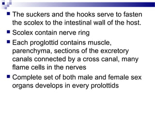  The suckers and the hooks serve to fasten
the scolex to the intestinal wall of the host.
 Scolex contain nerve ring
 Each proglottid contains muscle,
parenchyma, sections of the excretory
canals connected by a cross canal, many
flame cells in the nerves
 Complete set of both male and female sex
organs develops in every prolottids
 
