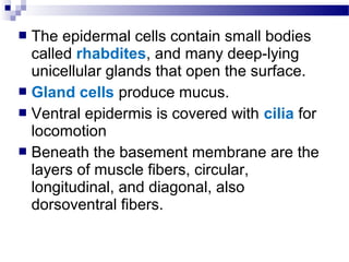  The epidermal cells contain small bodies
called rhabdites, and many deep-lying
unicellular glands that open the surface.
 Gland cells produce mucus.
 Ventral epidermis is covered with cilia for
locomotion
 Beneath the basement membrane are the
layers of muscle fibers, circular,
longitudinal, and diagonal, also
dorsoventral fibers.
 