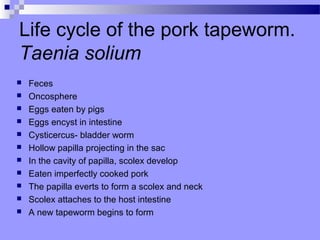 Life cycle of the pork tapeworm.
Taenia solium
 Feces
 Oncosphere
 Eggs eaten by pigs
 Eggs encyst in intestine
 Cysticercus- bladder worm
 Hollow papilla projecting in the sac
 In the cavity of papilla, scolex develop
 Eaten imperfectly cooked pork
 The papilla everts to form a scolex and neck
 Scolex attaches to the host intestine
 A new tapeworm begins to form
 