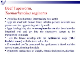 Beef Tapeworm,
Taeniarhynchus saginatus
• Definitive host humans; intermediate host cattle
• Eggs are shed with human feces; infected persons defecate in a
pasture and the eggs are ingested by cattle
• Eggs hatch giving rise to oncosphere larvae that bore into the
intestinal wall and get into the circulatory system to be
transported to muscle
• Here the larvae develop into the cysticercus stage (=the
bladder worm) with the inverted scolex
• If uncooked beef is consumed the cysticercus is freed and the
scolex everts, forming the adult
• Symptoms include loss of weight, chronic indigestion, diarrhea
 