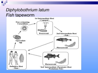 Diphylobothrium latum
Fish tapeworm
 