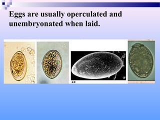 Eggs are usually operculated and
unembryonated when laid.
 