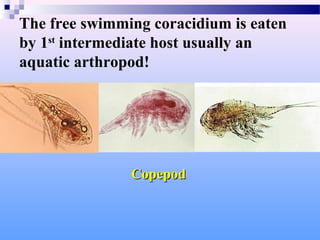 The free swimming coracidium is eaten
by 1st
intermediate host usually an
aquatic arthropod!
Copepod
Copepod
 