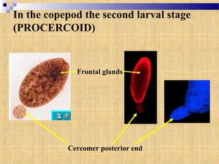 In the copepod the second larval stage
(PROCERCOID)
Frontal glands
Cercomer posterior end
 