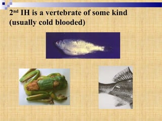 2nd
IH is a vertebrate of some kind
(usually cold blooded)
 