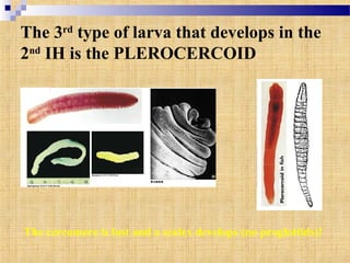 The 3rd
type of larva that develops in the
2nd
IH is the PLEROCERCOID
The cercomere is lost and a scolex develops (no proglottids)!
 