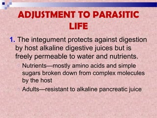 ADJUSTMENT TO PARASITIC
LIFE
1. The integument protects against digestion
by host alkaline digestive juices but is
freely permeable to water and nutrients.
o Nutrients—mostly amino acids and simple
sugars broken down from complex molecules
by the host
o Adults—resistant to alkaline pancreatic juice
 